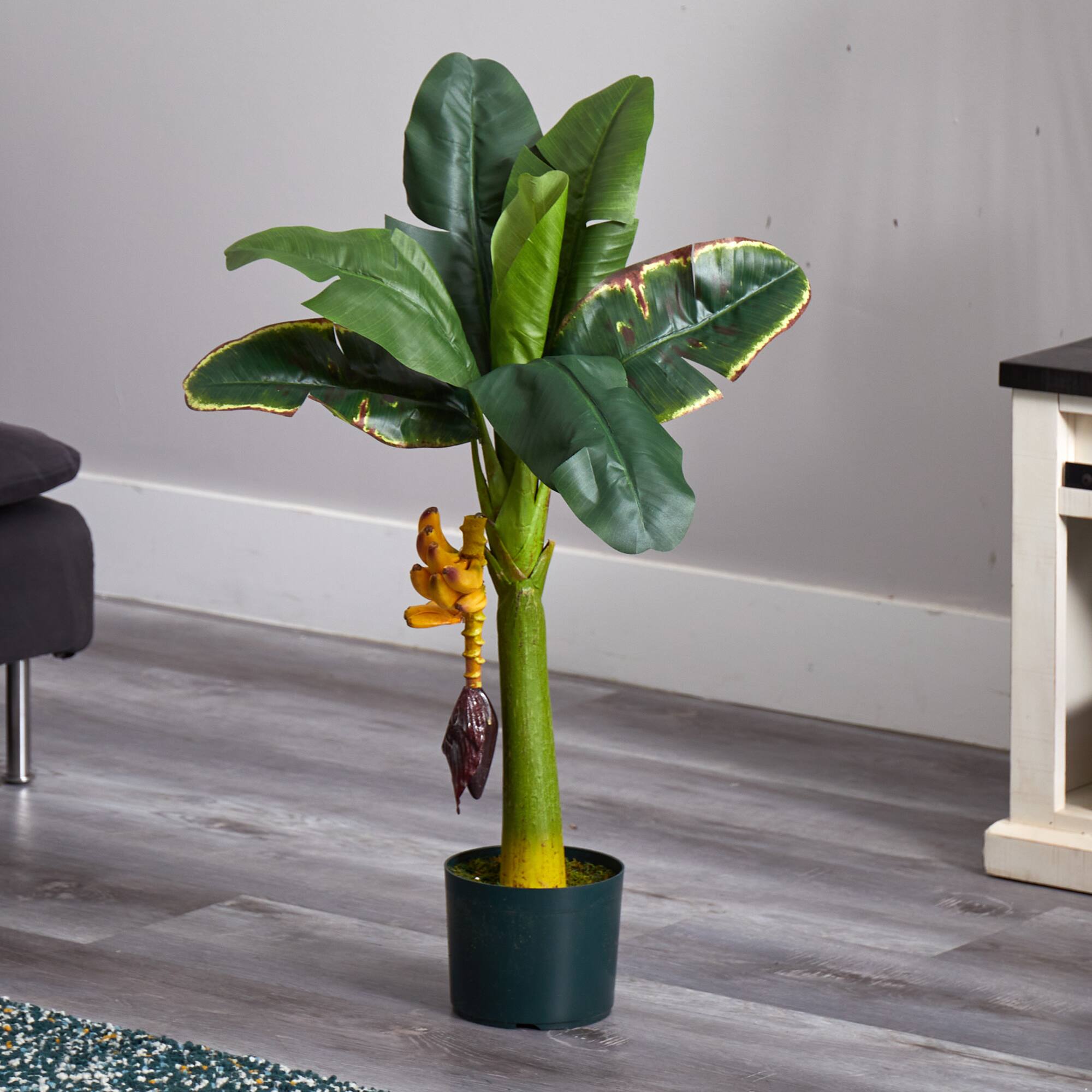 3ft. Potted Banana Tree